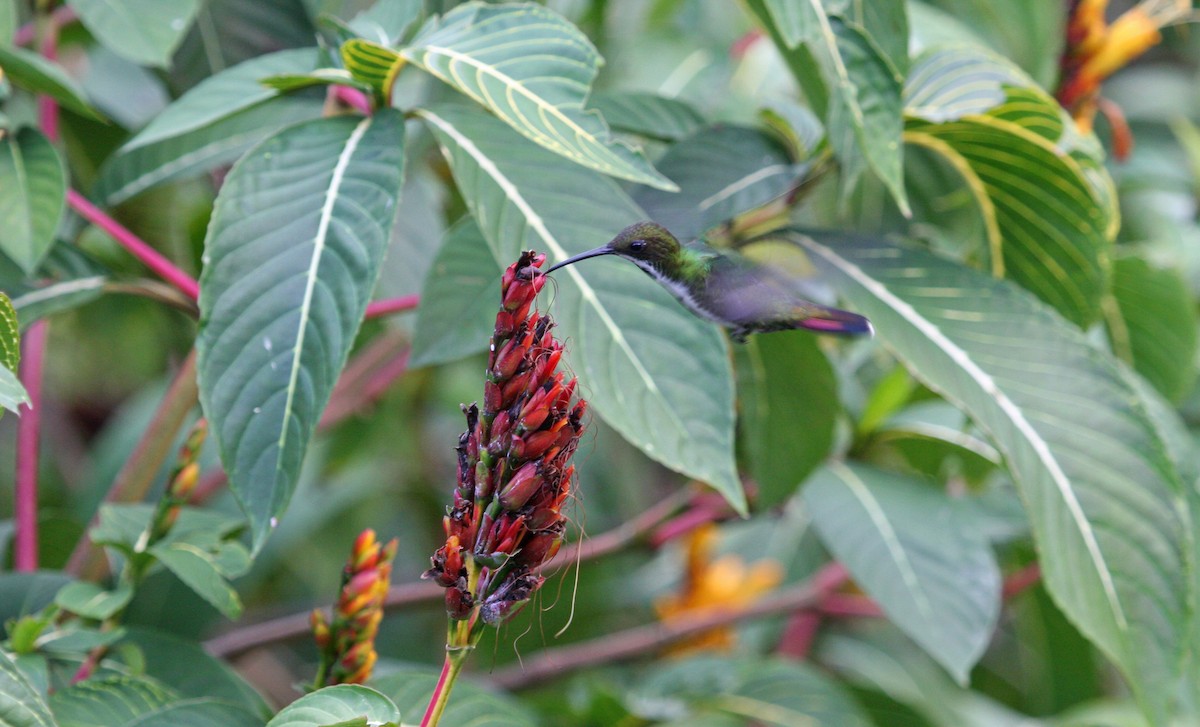 Black-throated Mango - ML646091802