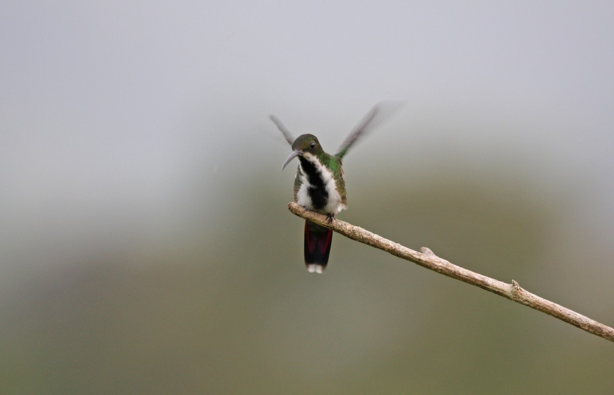 Black-throated Mango - ML646091803
