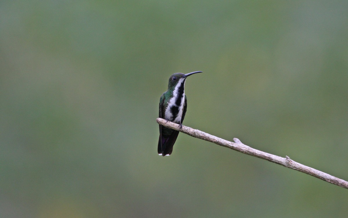 Black-throated Mango - ML646091804