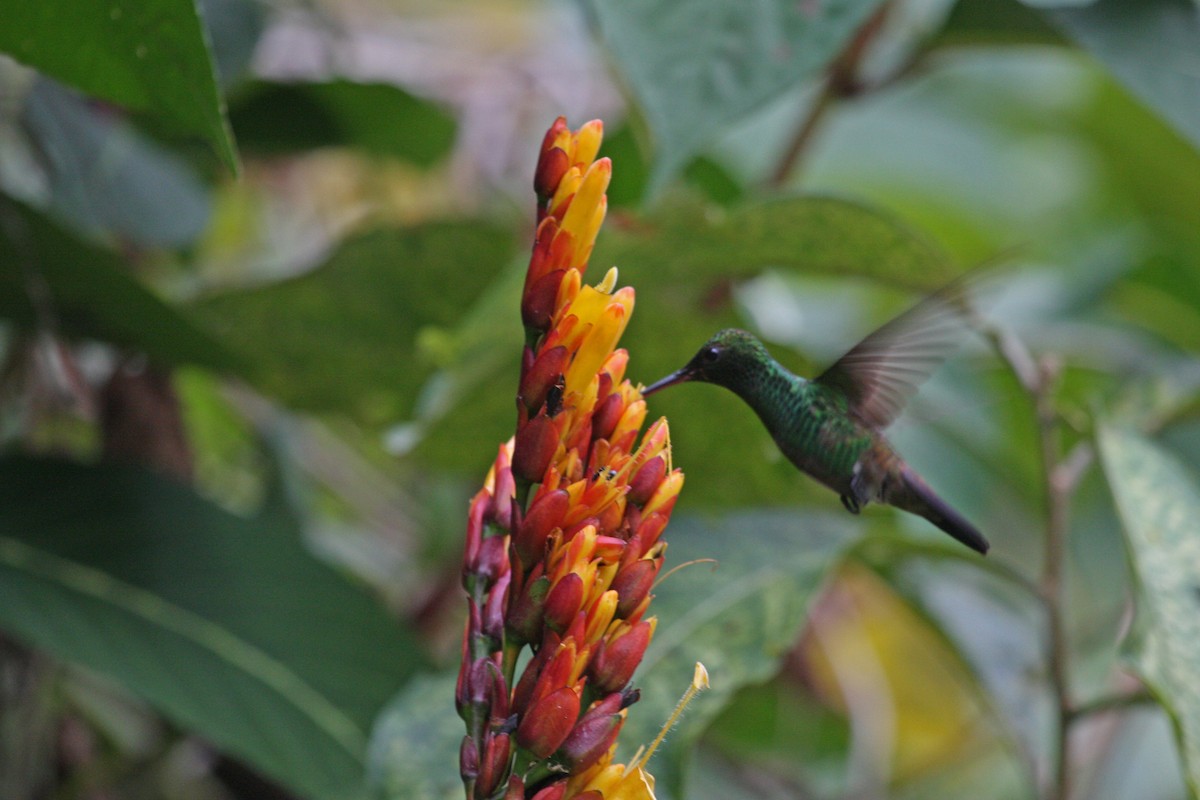 Copper-rumped Hummingbird - ML646091805