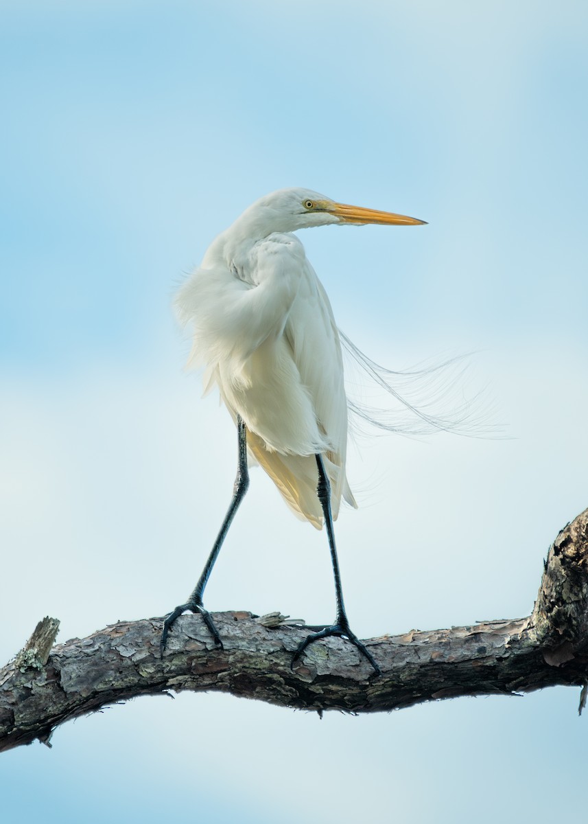 Great Egret - ML646091807