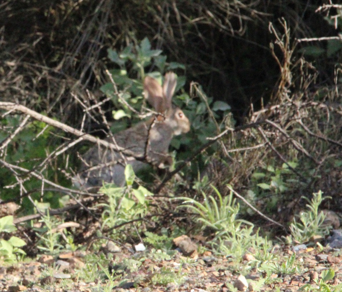 Cottontail Rabbits - ML646091811