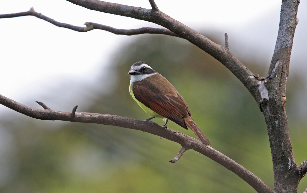 Great Kiskadee - ML646091818