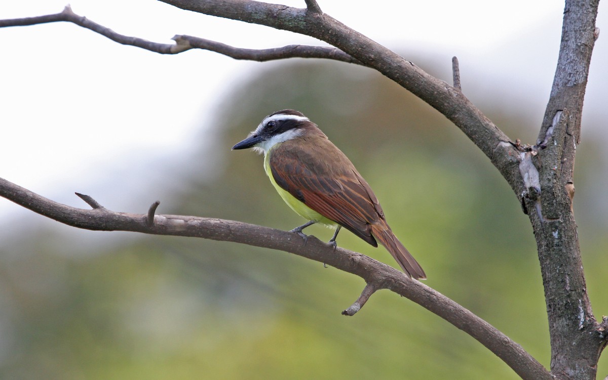 Great Kiskadee - ML646091819