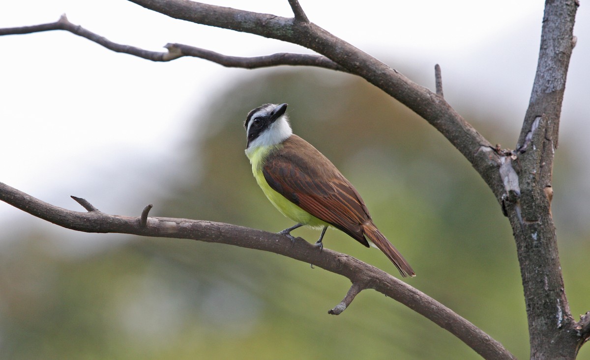 Great Kiskadee - ML646091820