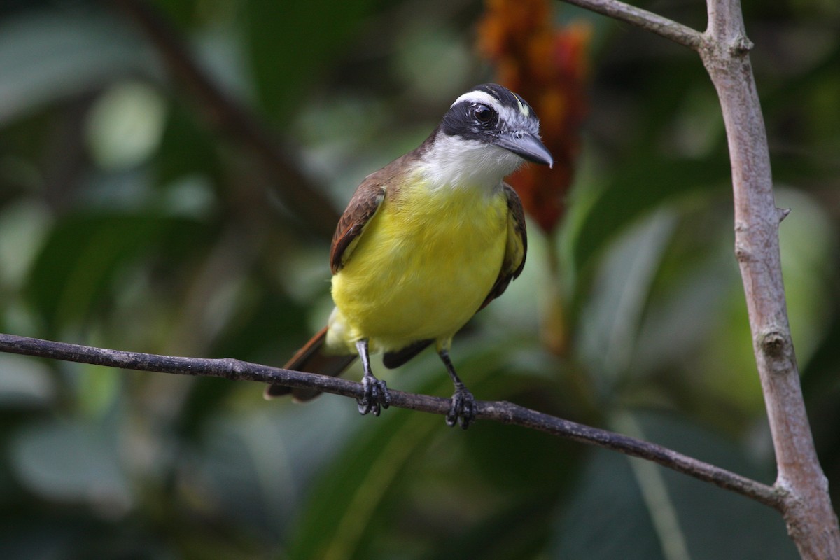 Great Kiskadee - ML646091821