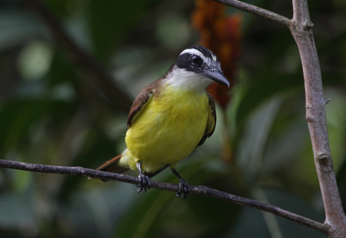 Great Kiskadee - ML646091822