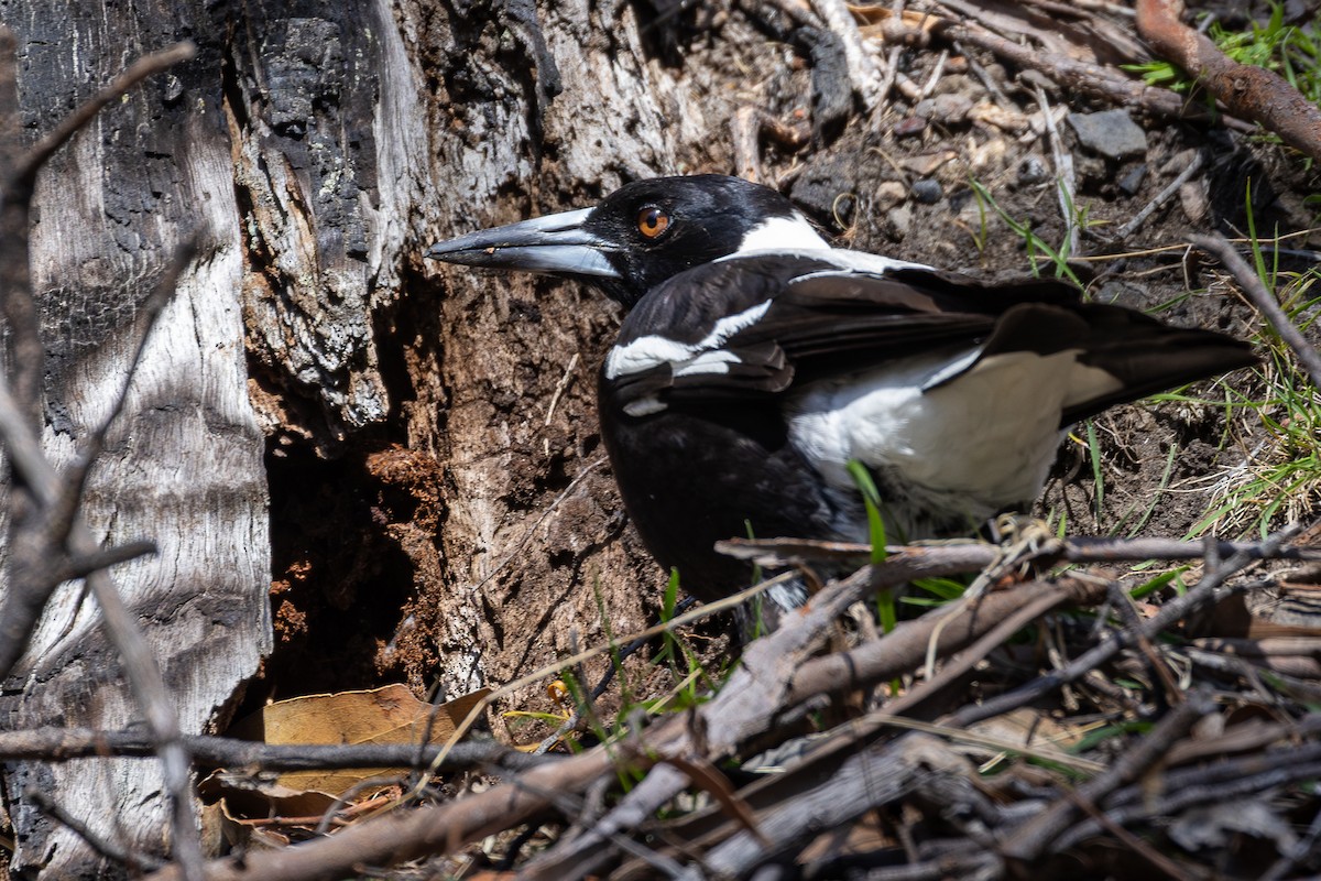 Australian Magpie (Tasmanian) - ML646091823