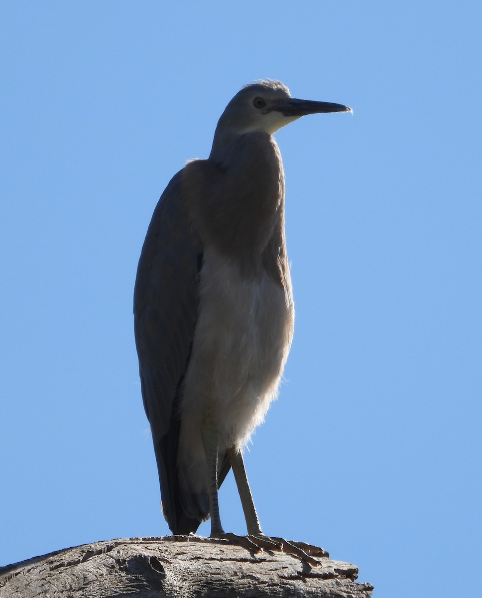 White-faced Heron - ML646091825