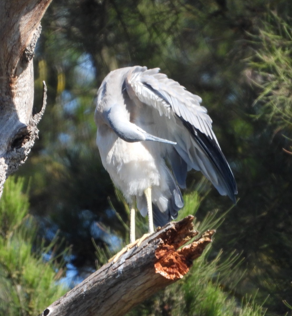 White-faced Heron - ML646091826