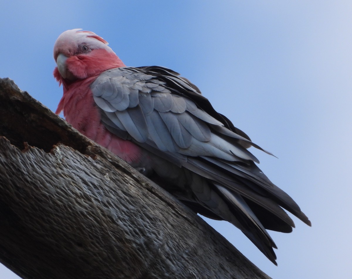 Galah - ML646091835