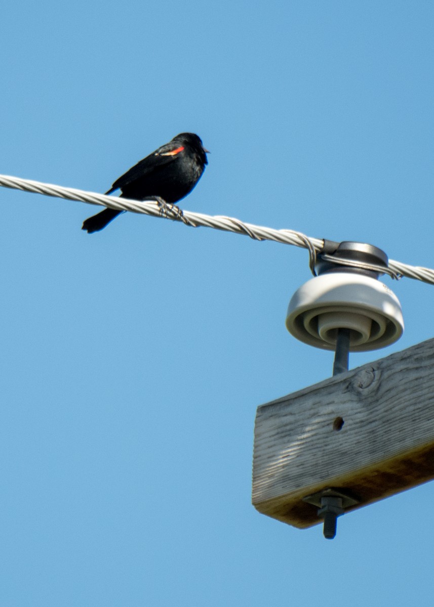 Red-winged Blackbird - ML646091848