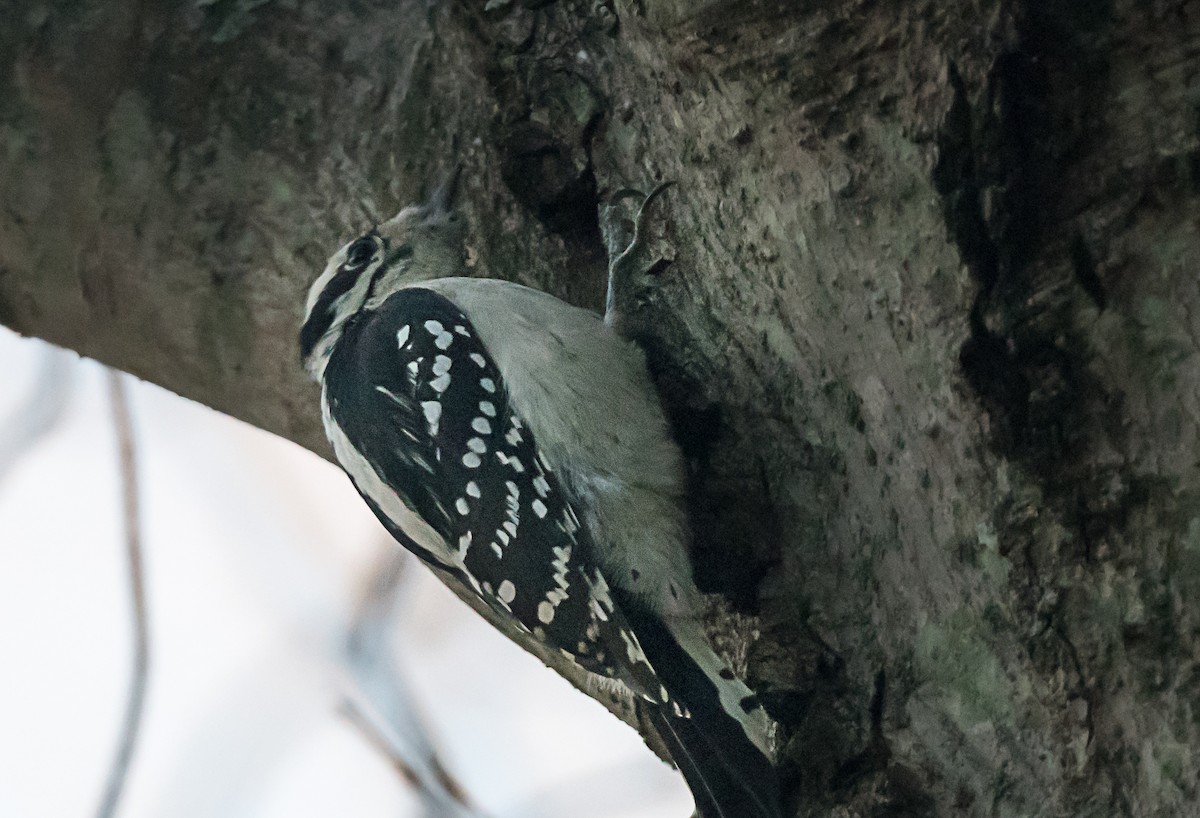 Downy Woodpecker - ML646091849