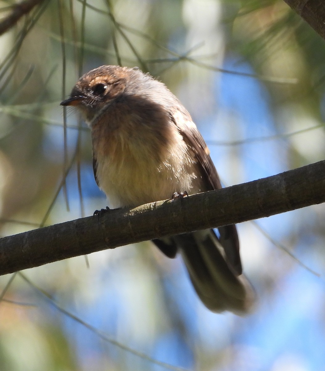 Gray Fantail - ML646091862