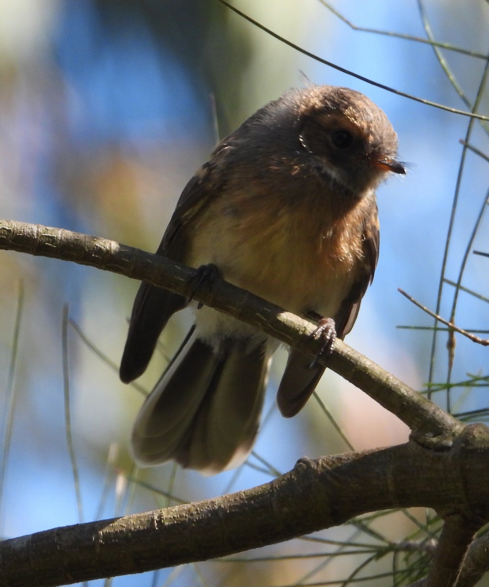 Gray Fantail - ML646091863