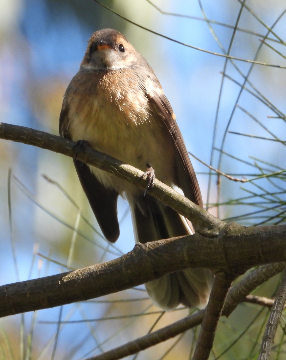 Gray Fantail - ML646091864