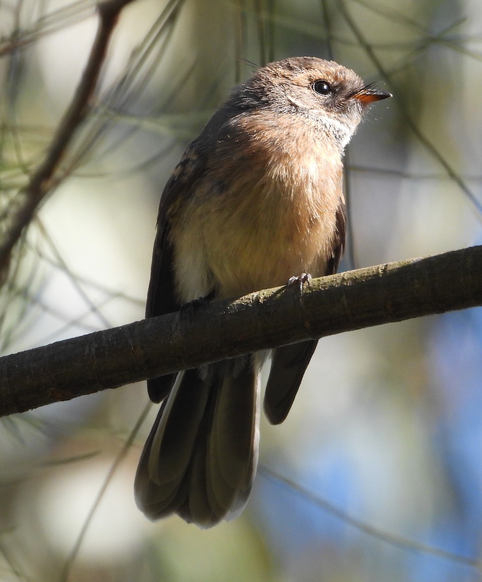 Gray Fantail - ML646091865