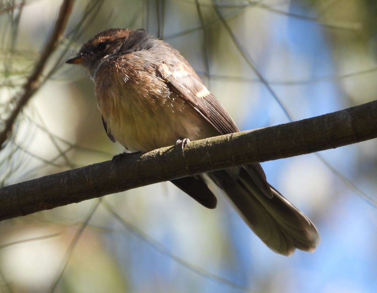 Gray Fantail - ML646091866
