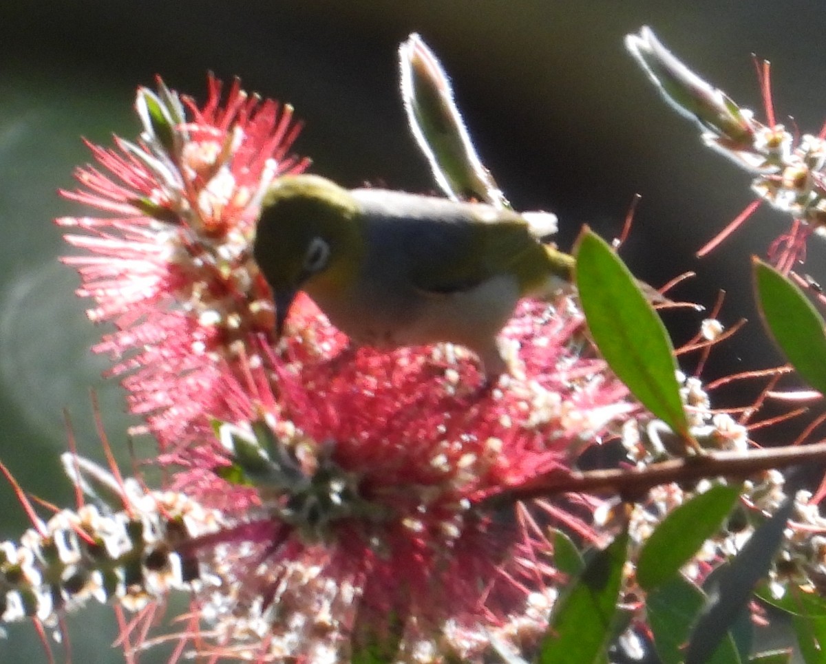 Silvereye - ML646091871