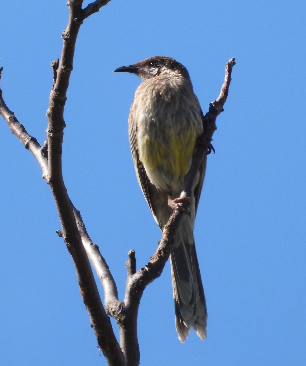 Red Wattlebird - ML646091876