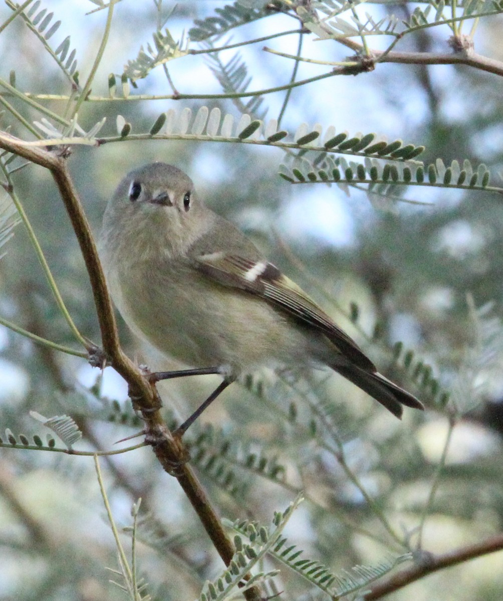Ruby-crowned Kinglet - ML646091879