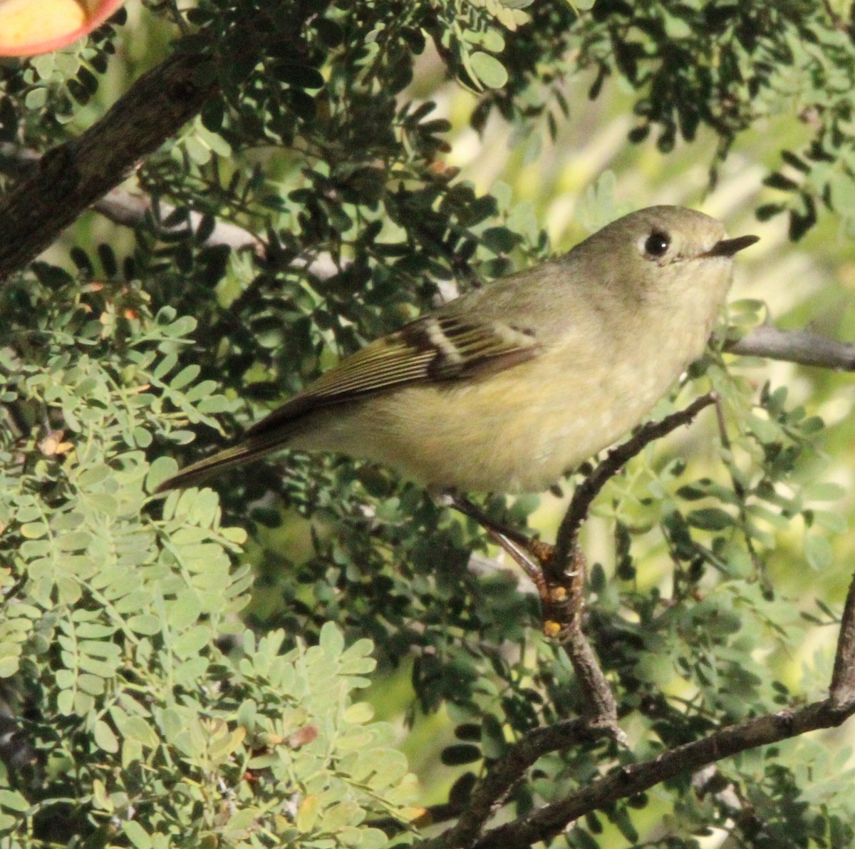 Ruby-crowned Kinglet - ML646091880