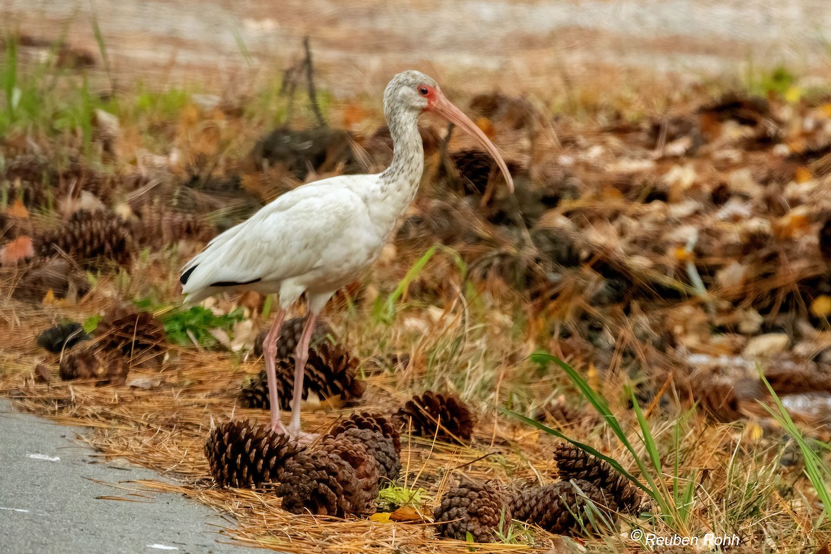 White Ibis - ML646091881
