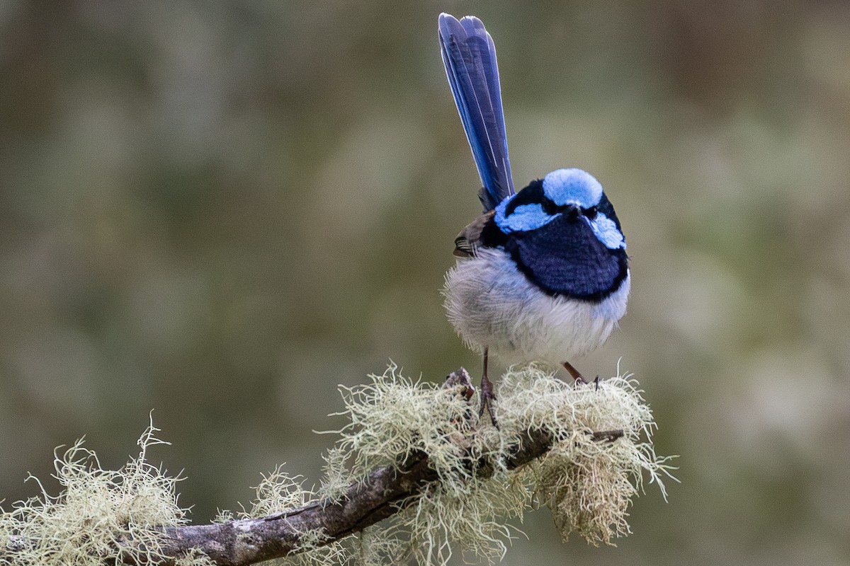 Superb Fairywren - ML646091897