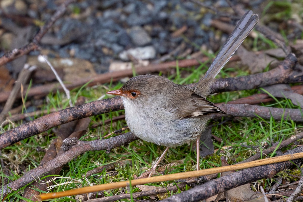 Superb Fairywren - ML646091898