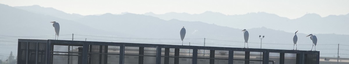 Great Egret - ML646091901