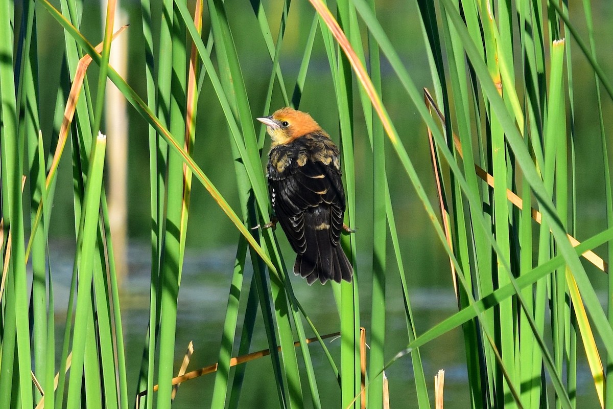 Yellow-headed Blackbird - Joel Trick