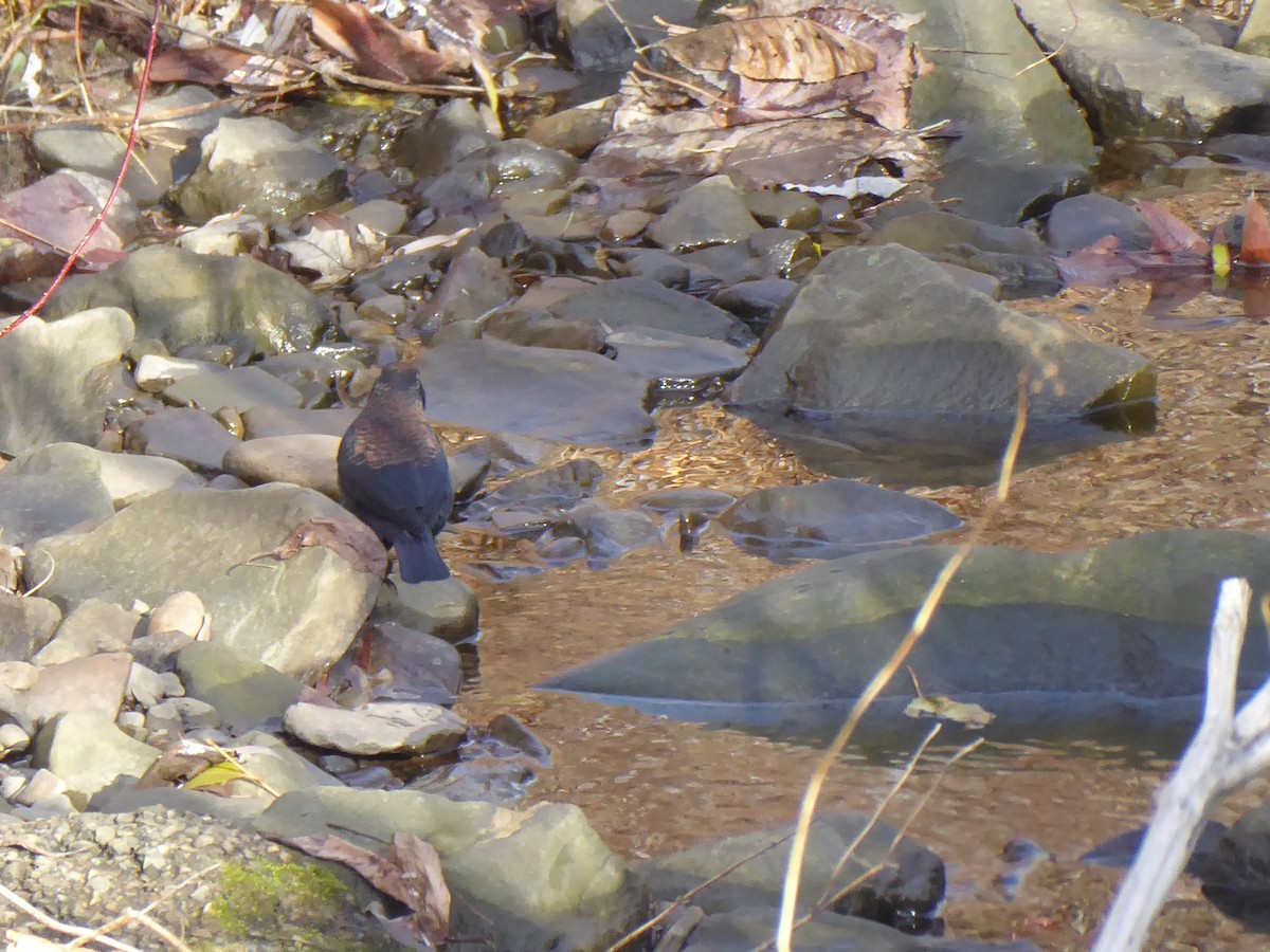 Rusty Blackbird - ML646091927