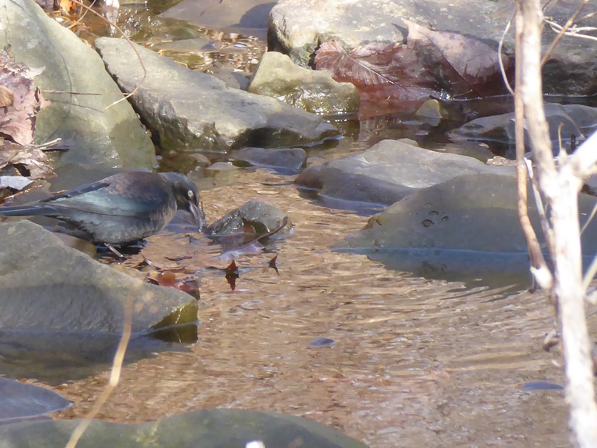 Rusty Blackbird - ML646091935