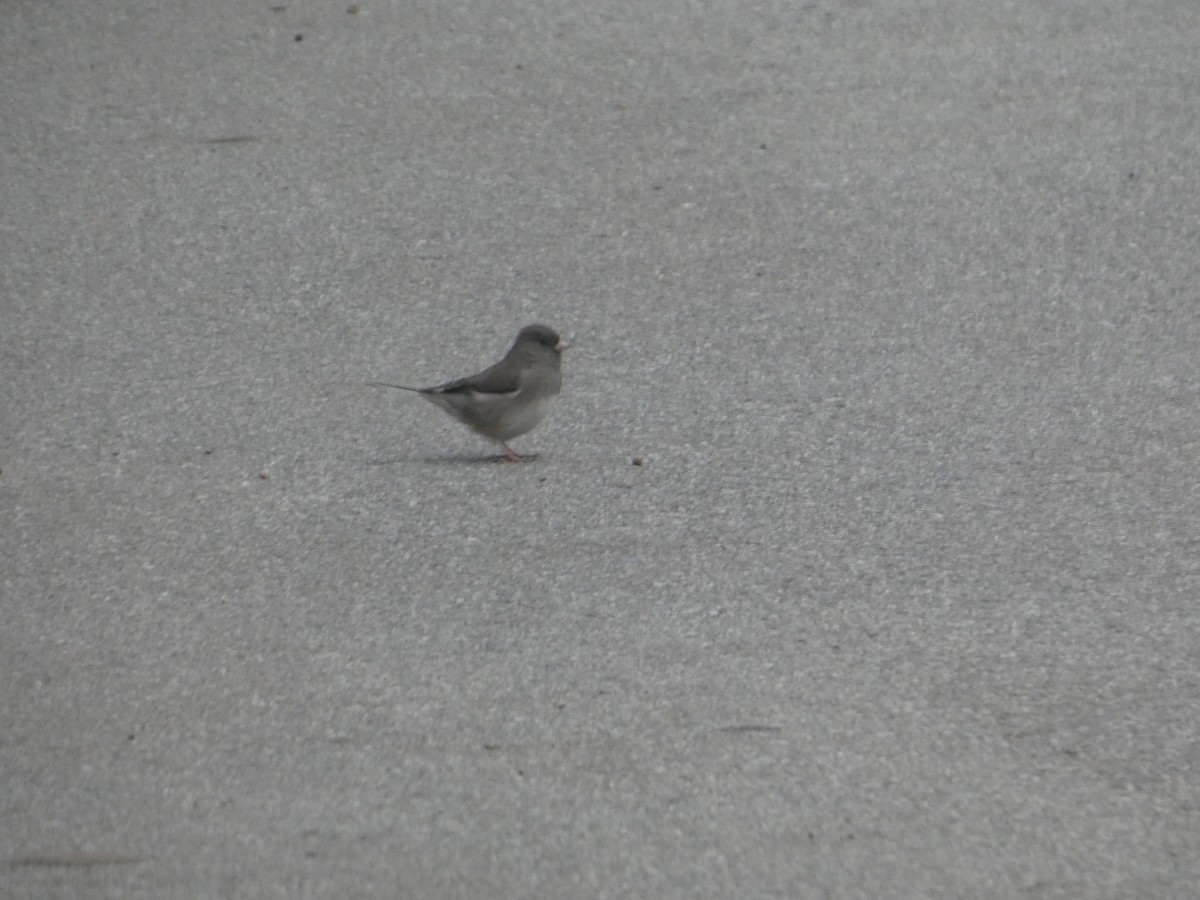 Dark-eyed Junco (Slate-colored/cismontanus) - ML646091937