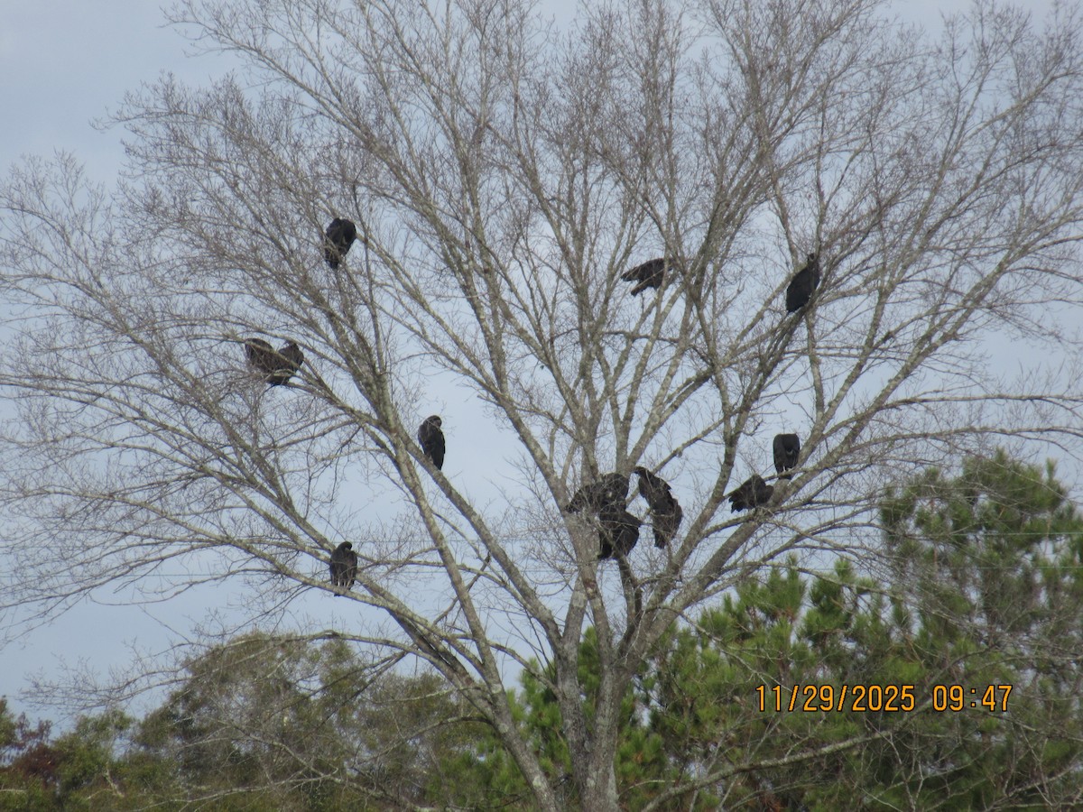 Black Vulture - ML646091939