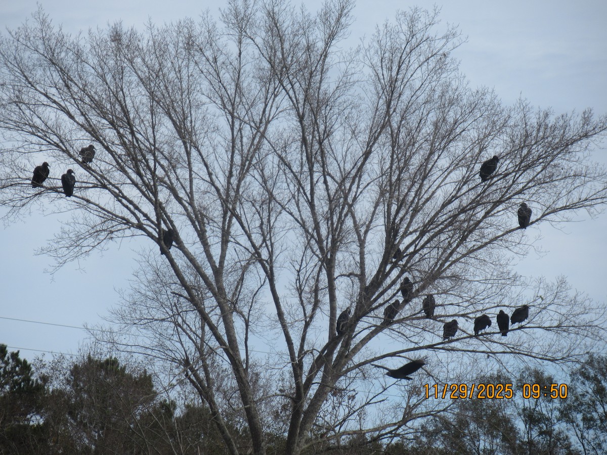 Black Vulture - ML646091940