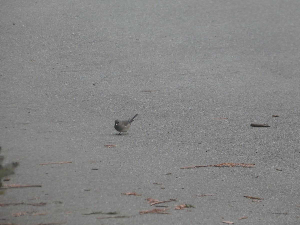 Dark-eyed Junco (Slate-colored/cismontanus) - ML646091943