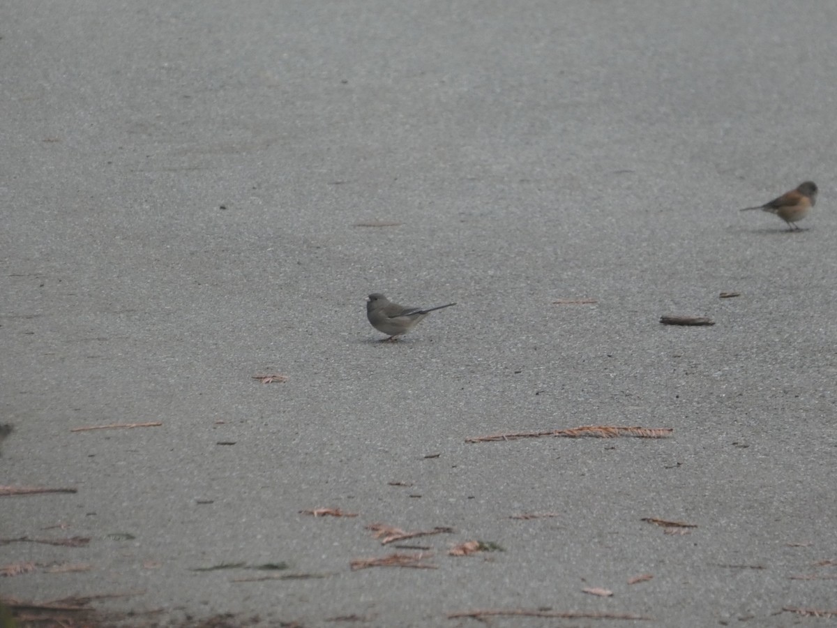 Dark-eyed Junco (Slate-colored/cismontanus) - ML646091944
