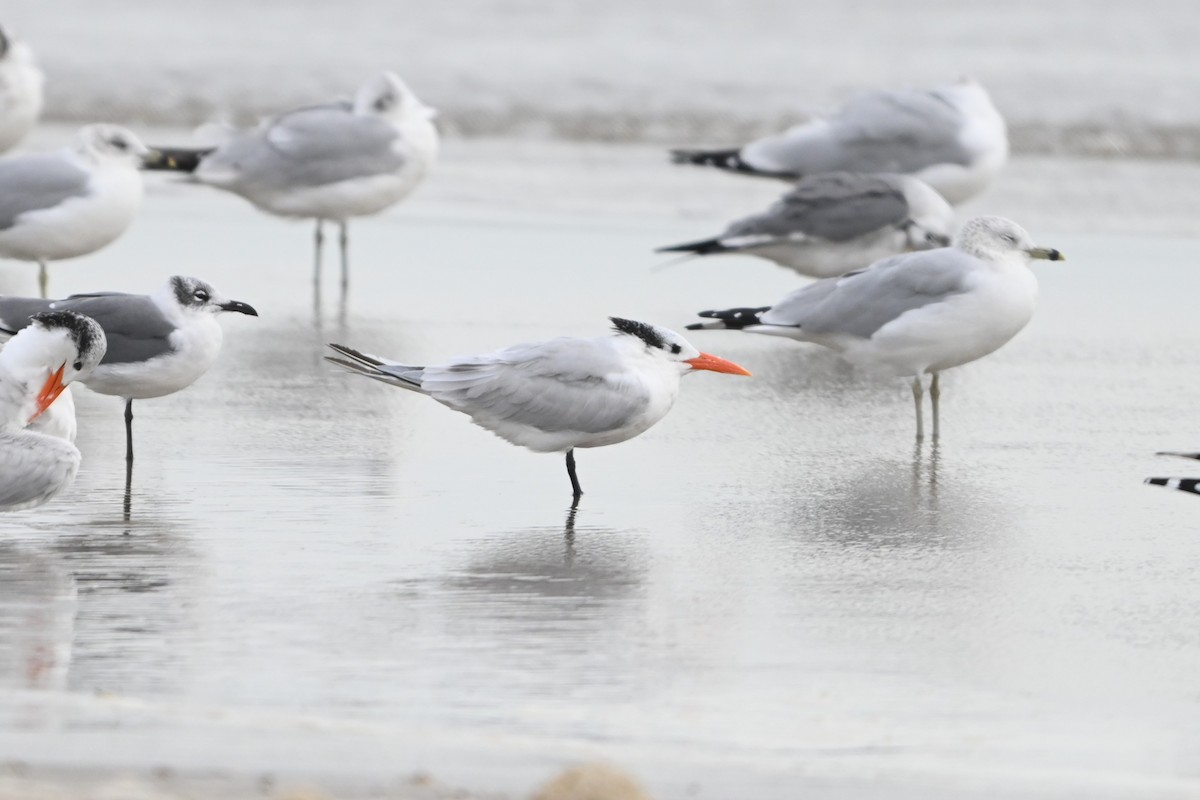 Royal Tern - ML646091951