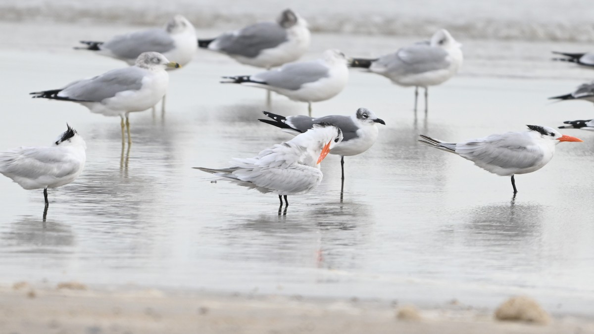 Royal Tern - ML646091953