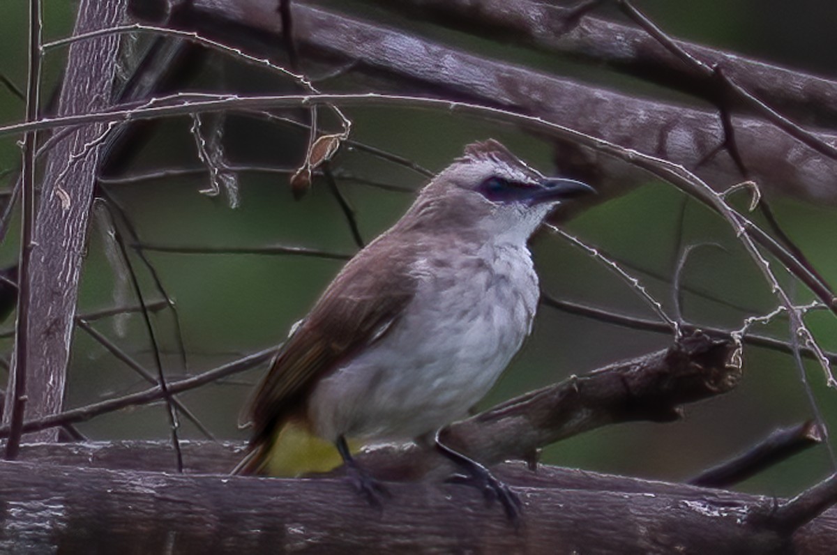 Schwarzzügelbülbül - ML646091955