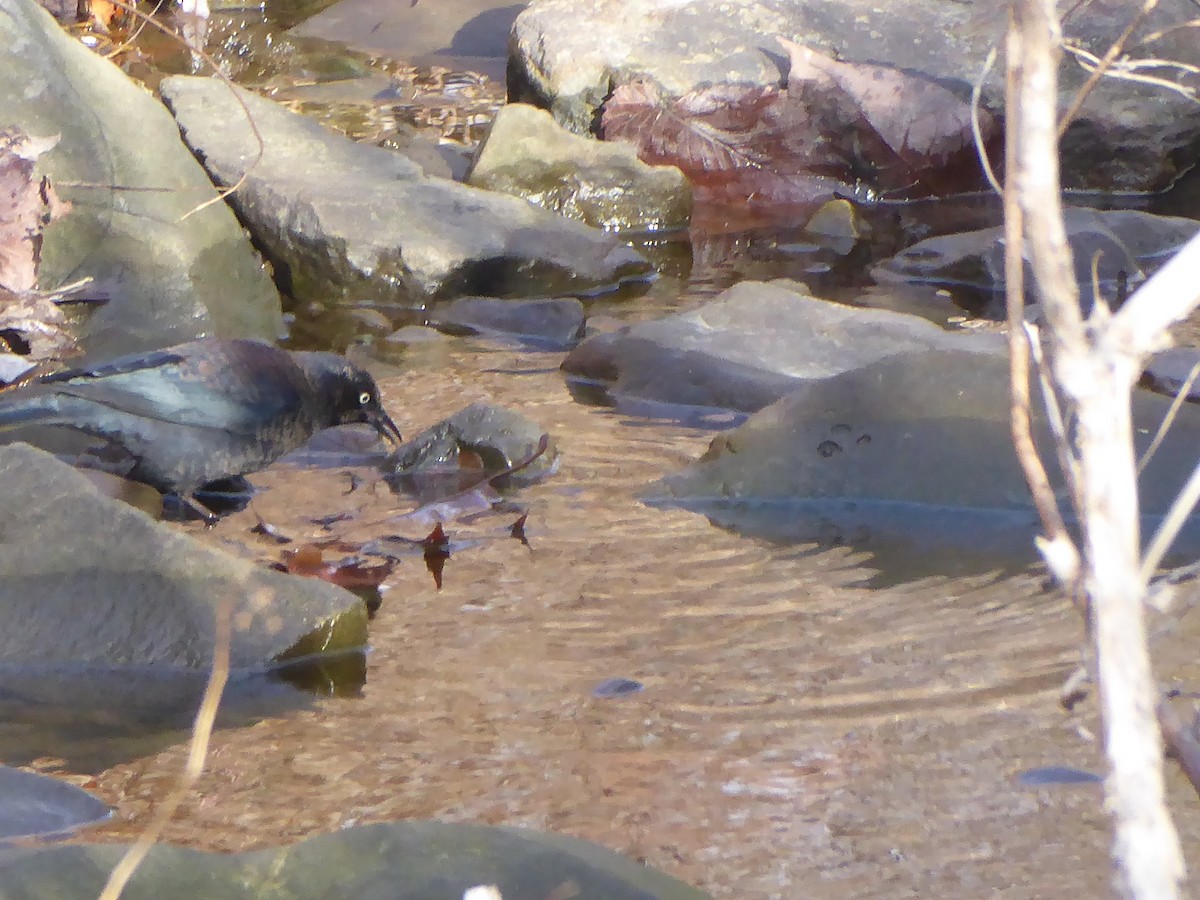 Rusty Blackbird - ML646091956
