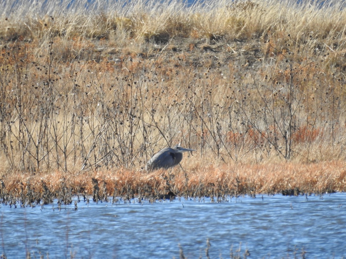 Koartza hauskara amerikarra - ML646091957