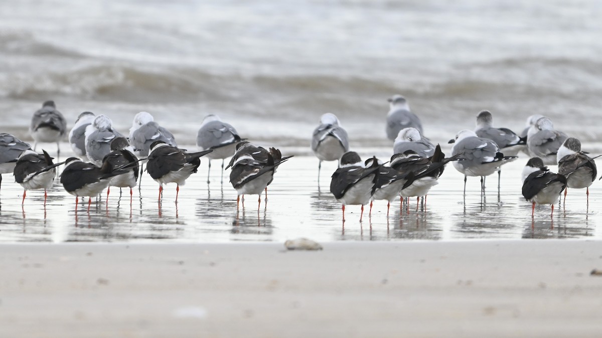 Black Skimmer - ML646091963