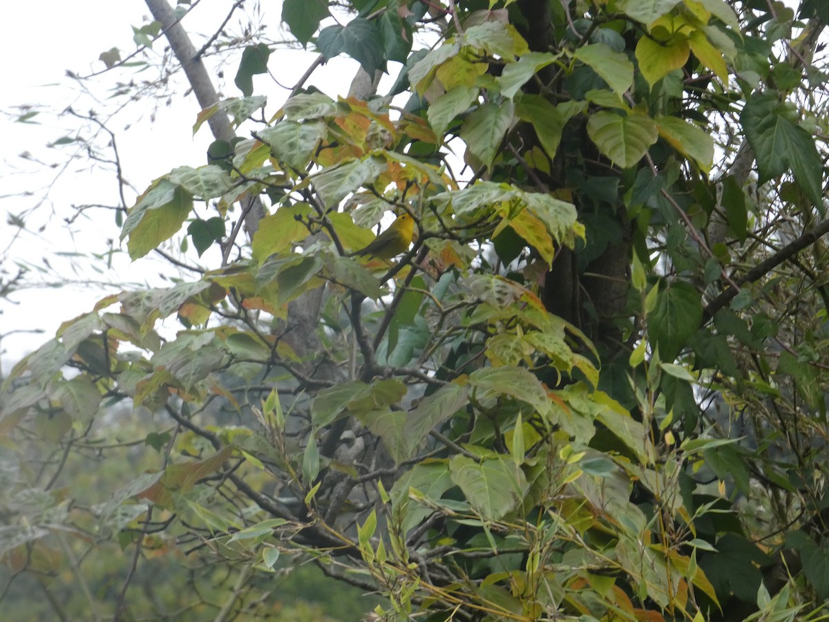 Wilson's Warbler - ML646091965