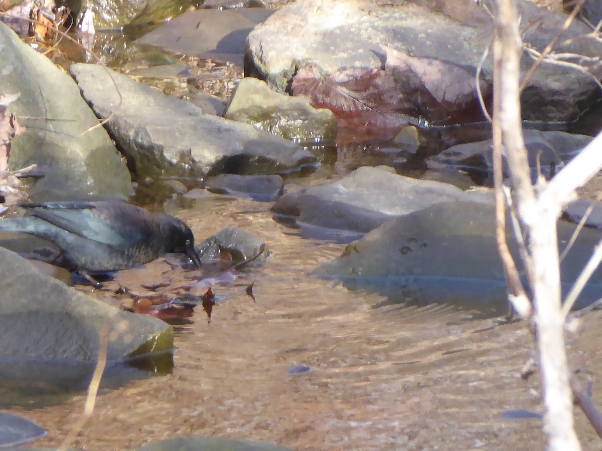 Rusty Blackbird - ML646091966