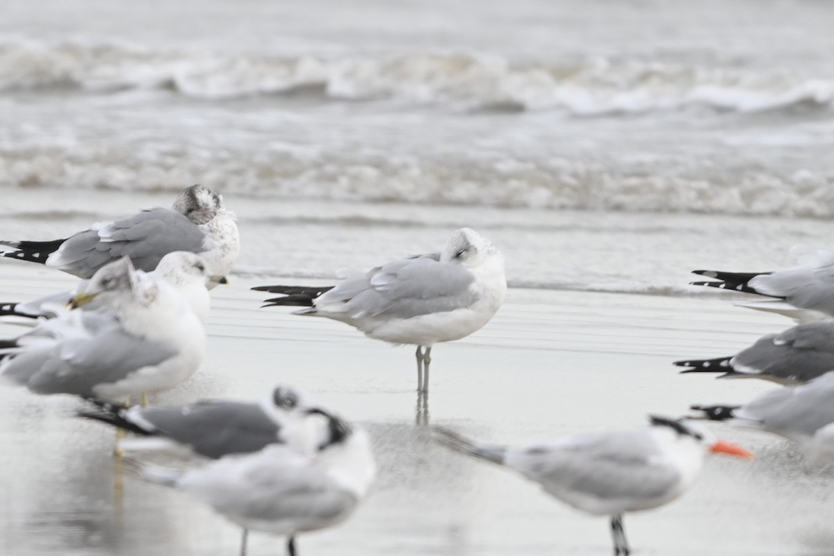 Ring-billed Gull - ML646091973