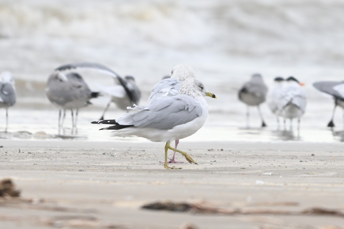 Ring-billed Gull - ML646091974