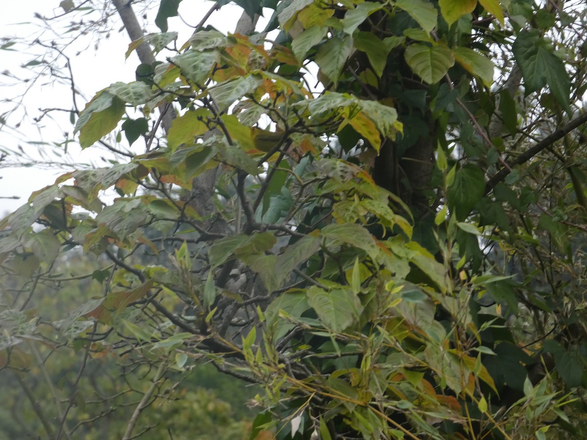 Wilson's Warbler - ML646091975