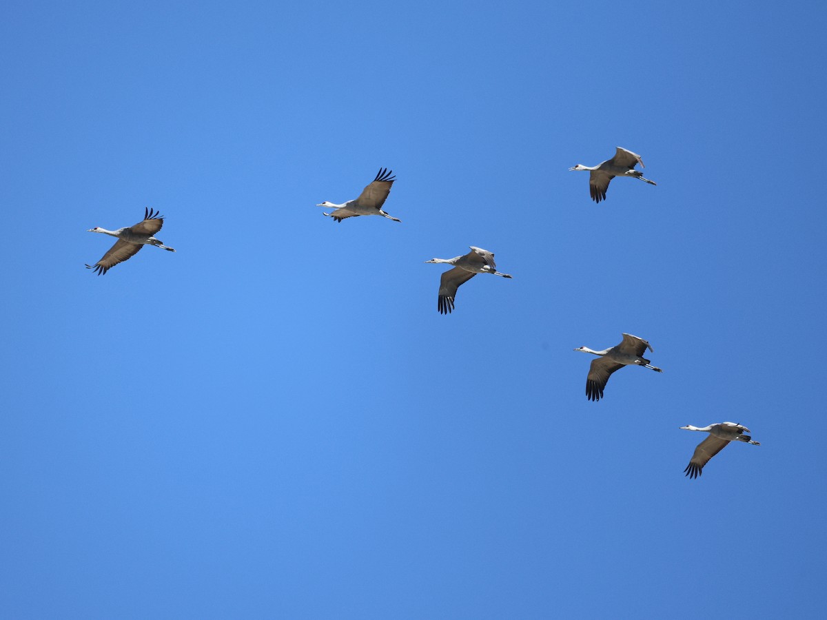 Sandhill Crane - ML646091976